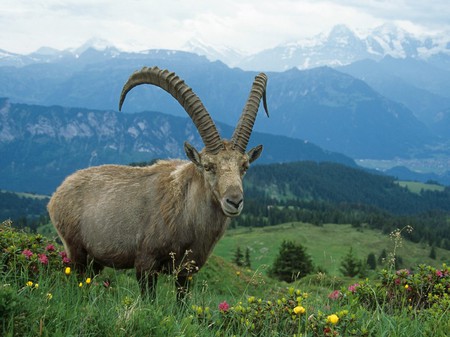 Mountain Goat - snow, mountain goat, mountains, flowers, grass