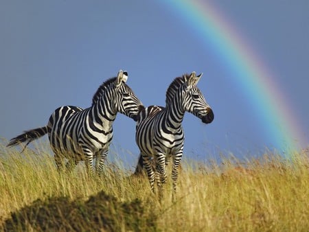 Rainbow Zebras - field, rainbow, dray grass, zebras