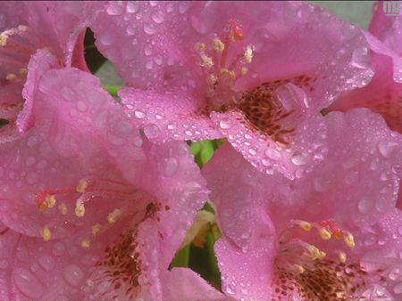 Raindrops - pink flowers, raindrops