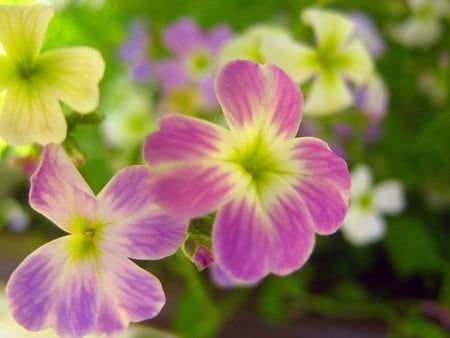 Flowers - flowers, pink