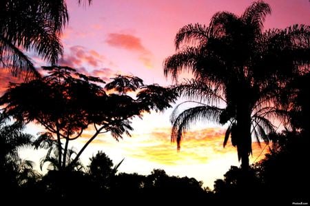 Paradise Sunset - dusk, palms, tropical, sky