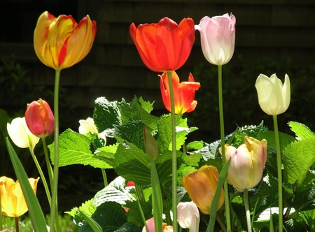 Tulips - tulips, flowers