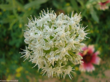 Onion flower - flower, nature