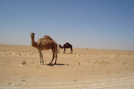 Desert camel - animal, camel, desert