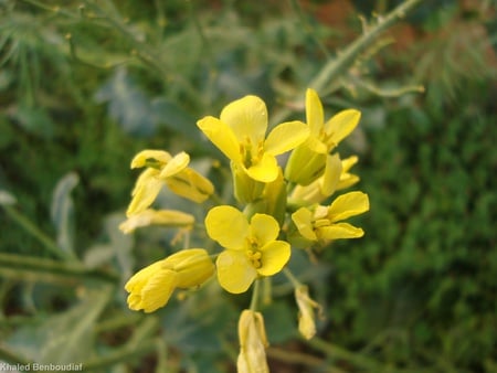 yellow flowers - flowers, yellow flowers