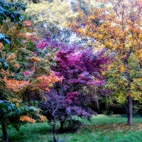 The colours autumn