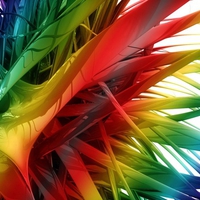 Rainbow Feathers