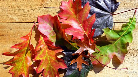 Leaves On Board - widescreen, fall, season, autumn, color, washington, leaves