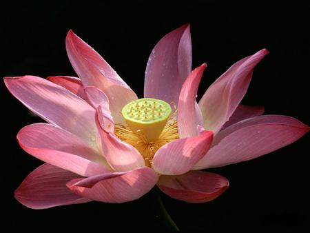 Lotus - abstract, lotus, flower, pink