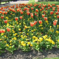 The Botanic Garden Flowers