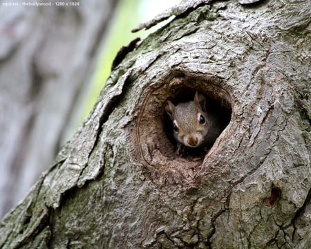 squirrel - squirel, tree, light