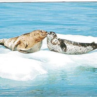 kissing seals