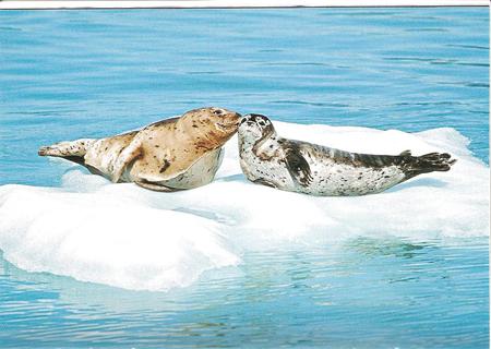 kissing seals - seals, animals, other