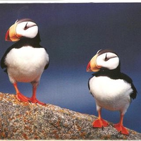 alaska puffins