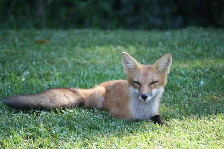 Red fox - foxes, animals