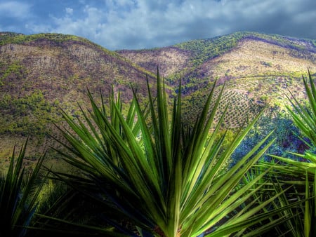 Plant in foreground - nature, plants