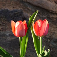 Red tulips