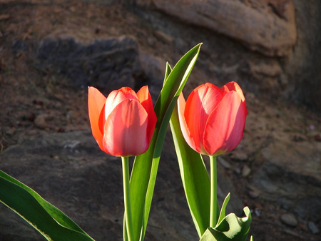 Red tulips - tulips, flowers