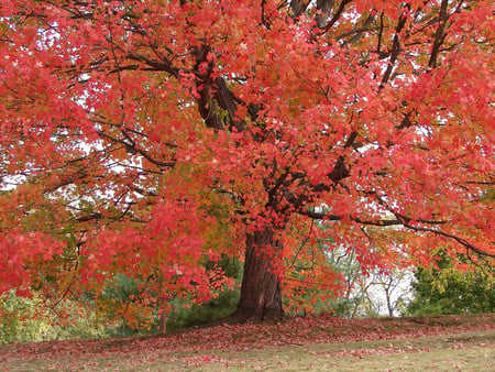 Red tree - nature, trees