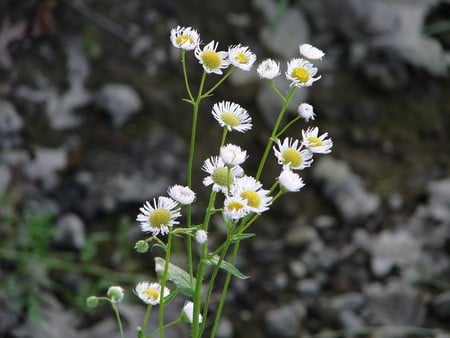 Daisies - flowers, daisies