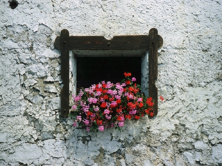 Bouquet - bouquet, window, wall