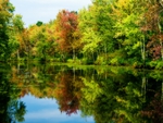 Maquam Creek   Early Foliage