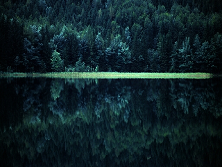 Reeds - green, forest, reeds