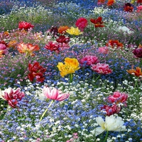 Bed of tulips in Lugano