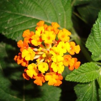 orange flower