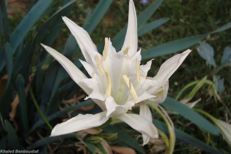 white flower - white flower, flower, nature