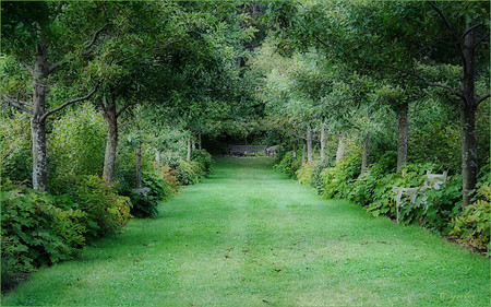 Tree lined avenue - nature, forests