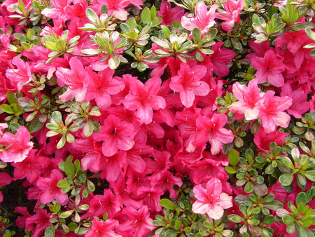 Red azaleas - flowers, azaleas