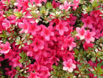 Red azaleas