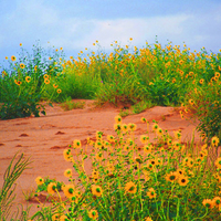 Yellow flowers