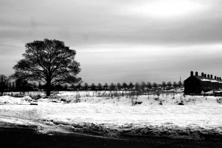 A winter morning  - snow, tree