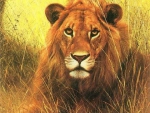 African Lion