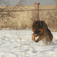 german shepherd