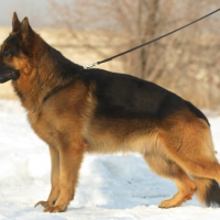 german shepherd