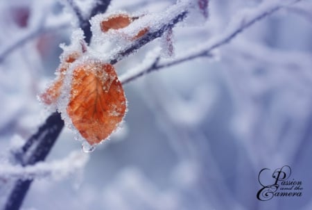 Winter's Cold Embrace - photography, winter, snow, cold