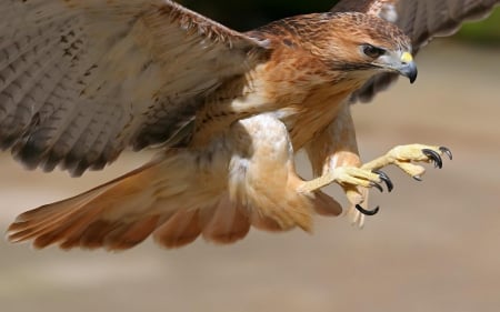 Bird Of Prey - Talons, Bird Of Prey, Attack, Falcon