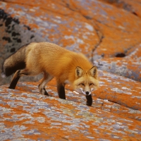 Red Fox