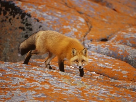 Red Fox - Stalking, Hunter, Animal, Red Fox