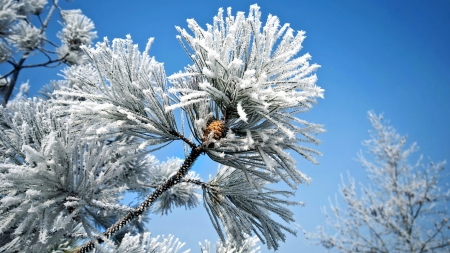 Winter branch - sky, branch, frost, snow, beautiful, winter, tree