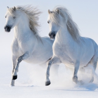  Wild horses