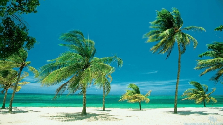 Palm Trees on Windy Tropical Beach - wind, palms, blue, beaches, sky