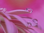 Water drops