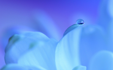 Water drop - petal, water drop, macro, blue, flower