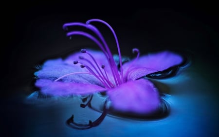 Flower - purple, macro, pink, blue, water, black, flower