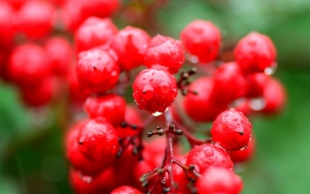 Berries - berry, red, fruit, green