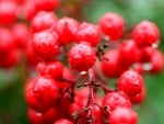 Berries